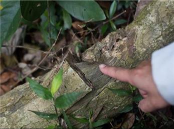 کشف قدیمی‌ترین اسپرم جانوری جهان در میانمار