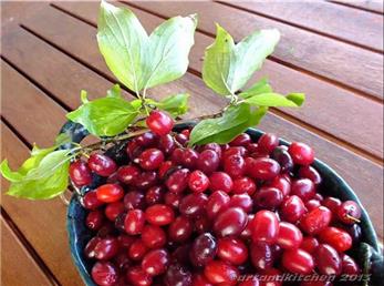 تاثیر زغال‌اخته و امگا۳ بر 