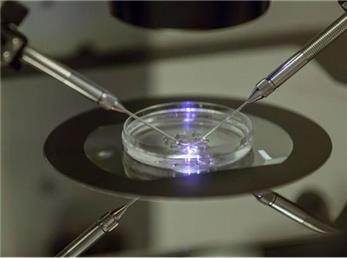 یک متخصص زنان و زایمان در هلند پدر بیولوژیکی ۱۷ کودک شناخته شد