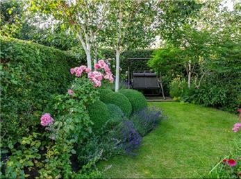 گیاهان همیشه سبز؛  6 درختچه چهار فصل در حیاط!