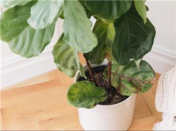 ۹ علت رایج ریزش برگ گیاهان آپارتمانی و روش مقابله با آن‌ها