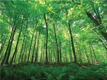 سربرج؛ جنگلی که جیغ می‌کشد