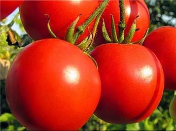 قسمت‌های سمی در میوه‌ها و صیفی‌جات!