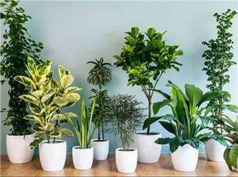 ۸ گیاهی که بوی بهشت را به خانه ها می آورد