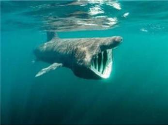 کهنسال‌ترین مهره‌دار زمین کشف شد