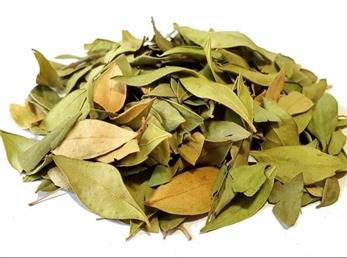 گیاهی که ریزش مو را متوقف می‌کند