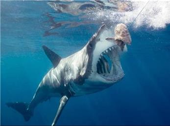 چرا انسان تابحال نتوانسته کوسه سفید بزرگ را در آکواریوم نگه دارد؟