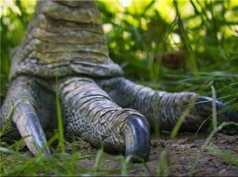 پرورش «خطرناک ترین پرنده جهان» توسط انسان ها از 18 هزار سال پیش!