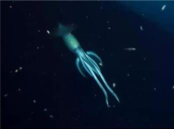 کشف موجود دریایی مرموز و غول پیکر هنگام کاوش در کشتی غرق شده