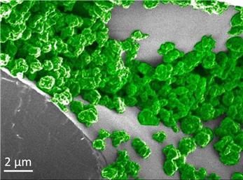 گیاه نورانی که می‌تواند با لامپ شارژ شود