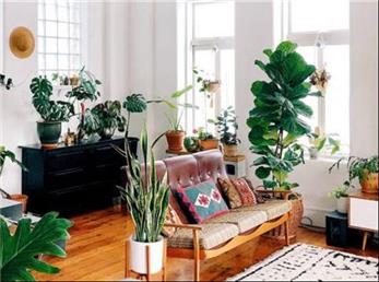 با این گل ها خانه بوی بهشت خواهد داد