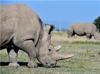 کرگدن‌ سفید شمالی به دلایل اخلاقی از طرح تولید مثل خارج شد