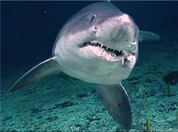 چرا کوسه‌ سفید بزرگ انسان را گاز می‌گیرد؟