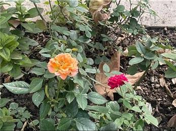 فال ابجد امروز / 26 آبان ماه