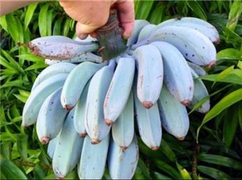 وقت آن رسیده که به جای موز زرد، موز آبی بخوریم