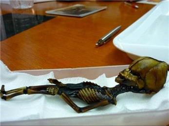 کشف اسکلت آدم فضایی 15 سانتی! + عکس