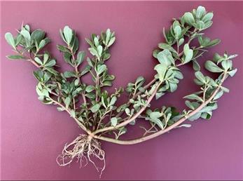 خواص شگفت‌انگیز خرفه؛ از ضدعفونی‌کننده تا درمان درد کلیه