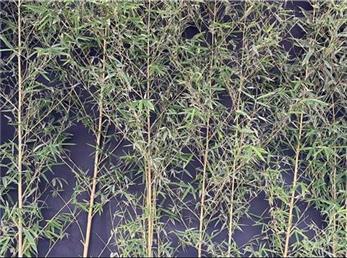 فال ابجد امروز / 1 آذر ماه