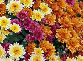 5 آذر ماه؛ فال ابجد امروز