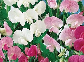 7 آذر ماه؛ فال ابجد امروز