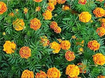 8 آذر ماه؛ فال ابجد امروز