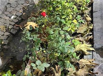 10 آذر ماه؛ فال ابجد امروز