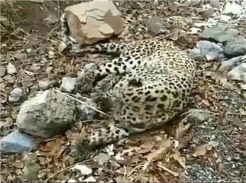 حال پلنگ زخمی منطقه حفاظت شده هزارمسجد وخیم است