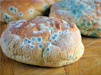 آیا می‌توان مواد غذایی کپک‌زده را مصرف کرد؟