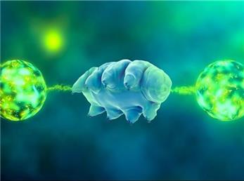 جان‌سخت‌ترین موجود جهان از درهم‌تنیدگی کوانتومی زنده بیرون آمد