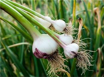 آیا سیر و پیاز جوانه‌زده قابل خوردن هستند؟