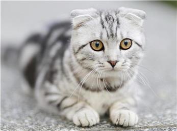 نکاتی درباره گربه که ممکن است ندانید