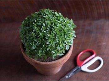 آموزش مرحله به مرحله؛ طرز تهیه سبزه عید با تخم شربتی