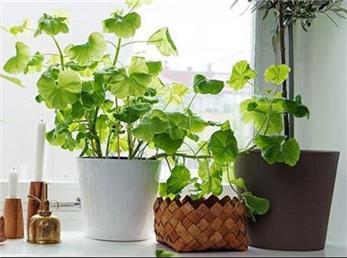 از بین بردن پشه گلدان با این راهکار ساده