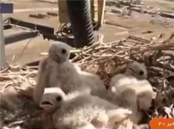 توقف ساخت دکل مخابراتی به دلیل تخمگذاری شاهین! + فیلم