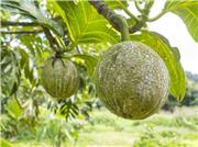 وقتی تهرانی‌ها از درختان «نان» می‌چیدند!