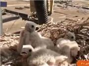 توقف ساخت دکل مخابراتی به دلیل تخمگذاری شاهین! + فیلم