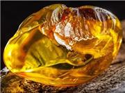 سنگ کهربا: گنجینه‌ای از دل طبیعت با خواص شگفت‌انگیز