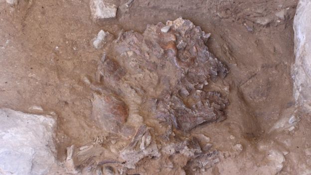 به رغم کامل بودن قسمت بالا تنه این اسکلت، جمجمه او متلاشی شده است
