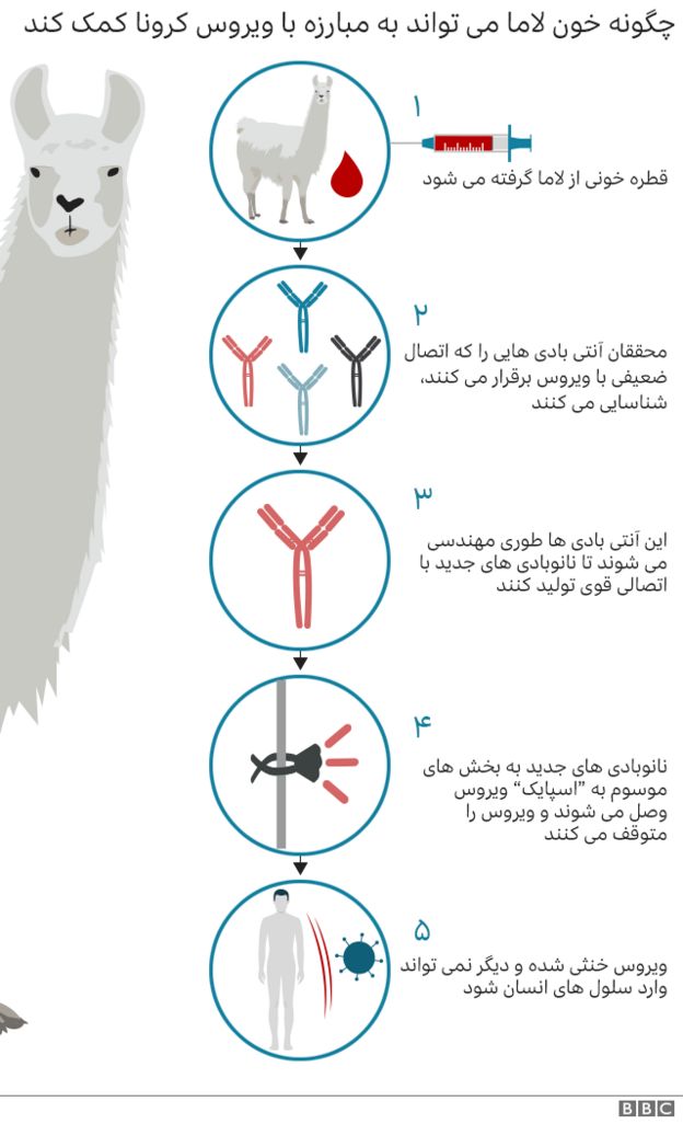 آیا لاماها به درمان کووید-۱۹ کمک میکنند؟