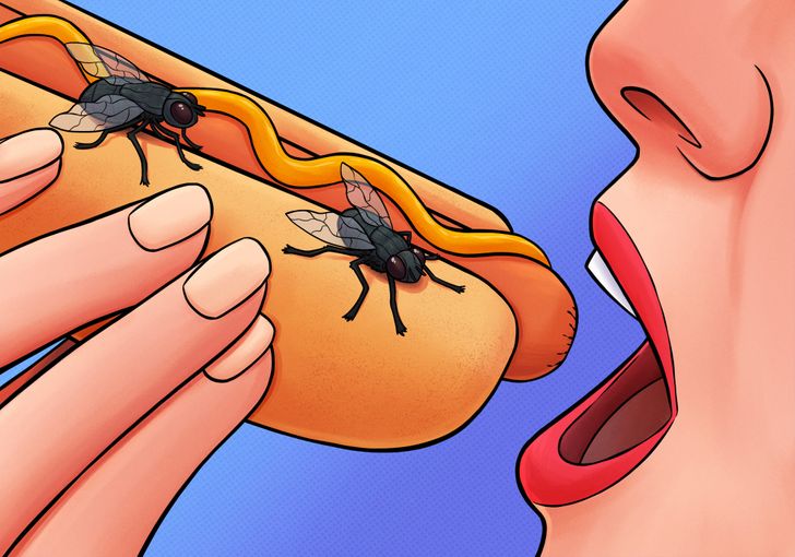 تخم گذاری حشرات روی غذا